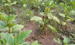 Efes Tarlası Yaşam Köyü'nden üreticilere destek!