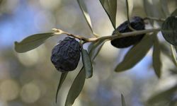 Hurma Zeytin’e lodos engeli: 1 kilo bile yok!