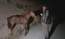 Milyonluk yarış tayları çiftlikten kaçtı: 8'i öldü, bazıları kayıp