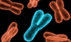 Erkekler bitiyor... Y kromozomu yok oluyor