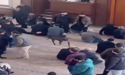 Camiye giren pitbullun sahibine işlem yapıldı