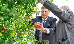 Büyükşehir Belediyesi üreticiye desteğini sürdürdü