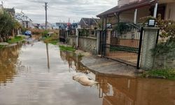 Dikili'de elektrik faciası: İki köpek can verdi!
