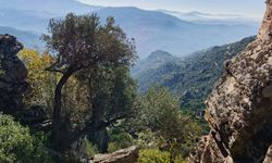 Latmos'un yeşiline kül grisi... EKODOS'dan tepki!