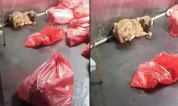 ABB'den 'çöp poşetinde ölü köpek' soruşturması açıklaması