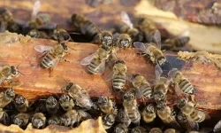 Arıların fosilleşmiş kemiklere yuva yaptığı belirlendi