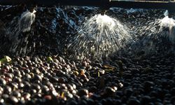 Zeytin sıkımında kullanılan su, tarıma "altın su" olarak dönecek