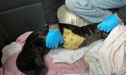 Karaya vuran yavru fok koruma altına alındı