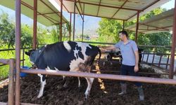 Muğla'da 'şap' krizi... 11 mahalle karantinada!