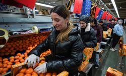 Mandalinada rekor ihracat!