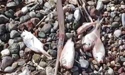 Datça'da ölü balıklar kıyıya vurdu
