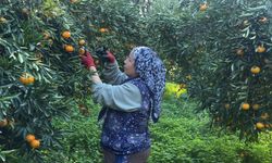 Bahçede 20, manavlarda 100 lira... Bodrum mandalinasında hasat zamanı!