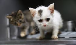 Buca'da 300 can dost yeni yuvasına kavuştu