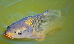 İzmir'de sazan yavrulama ihalesi!