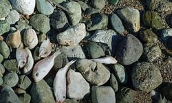 Datça'daki sahile vuran balıkların ölüm nedeni belli oldu