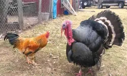 Yılbaşı gecesinde İzmirlilerin tercihi: “Zenginler hindi, fakirler horoz alıyor”