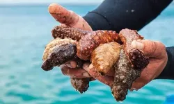 Körfezin doğal temizleyicisini Çin topluyor!