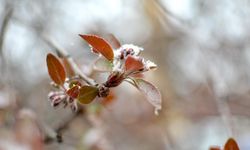 İzmir için zirai don uyarısı!