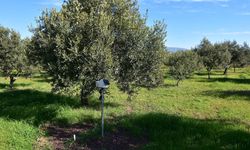 Tarım alarm veriyor: Çözüm yağmurda!