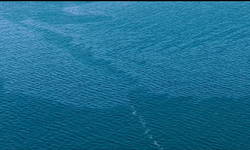 İzmir Körfezi'nde çevre felaketi!