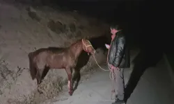 Milyonluk yarış tayları çiftlikten firar etti!