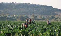 Sıcak kış hasadı erken getirdi: Fiyatlar çakıldı!