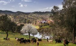 Yargı sürerken bakanlıktan yeni hamle: Sakin Şehir'de JES planı!