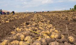 Türkiye’nin patates deposunda kısır döngü: “Boşuna emek veriyoruz”