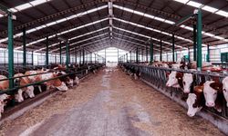 İzmir’de icradan satılık ahır!