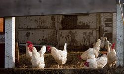 Deniz manzaralı tavuk kümesi icralık!