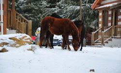 Spil Dağı, beyaz örtüyle kaplandı