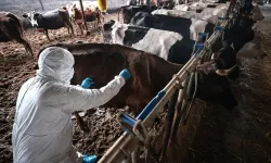 Sakarya'da 37 mahallede şap karantinası başlatıldı