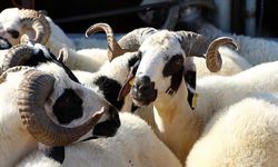 Koyun-keçi yetiştirenlere uyarı: Çiçek aşısı mutlaka yaptırın!