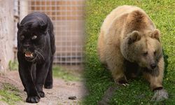 Sasalı'nın yeni misafirleri!