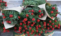 İzmir’e 'ithal' kokina!