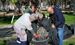 Bornova'da hasat zamanı!