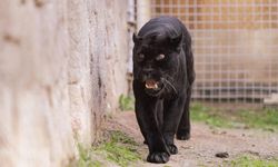 Doğal Yaşam Parkı’nın Juliet'i hayatını kaybetti