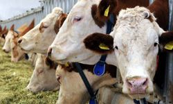 2026’da 500 bin baş besilik sığır ithalatı yapılacak