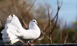 İzmirlinin de sevdası güvercinler… ‘Fabrikatöründen it uğursuzuna kadar birçok kişi besliyor’