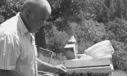 Kahreden son: Kestiği ağacın altında kalıp öldü