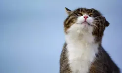 Üzerine kedi düşen hastaya 50 bin lira tazminat!