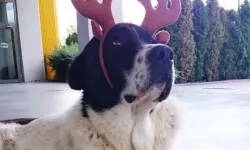 Ankara Büyükşehir Belediyesi’nden ‘Matmazel’ açıklaması