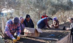 Menderes’te salep umudu