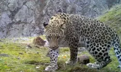 Anadolu'nun kedisi... Tırnağı kırılsa 45 milyon TL ceza!