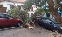 Kaş’ta fırtına: Ağaçlar söküldü, elektrik direkleri devrildi