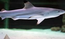 Brezilya'da bir çocuk köpekbalığı saldırısı sonucu öldü