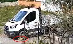 Vicdansız sürücü: 'Meks'i ezdi, durmadan yoluna devam etti!