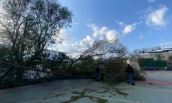 Bodrum'u fırtına vurdu: Ağaçlar devrildi, feribot seferleri iptal edildi