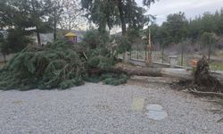 Buldan'da fırtına ağaçları yerinden söktü