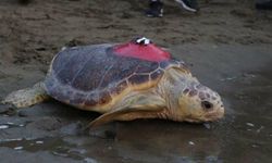 Caretta caretta 'Tuba', 5 ayda 10 bin kilometre katetti